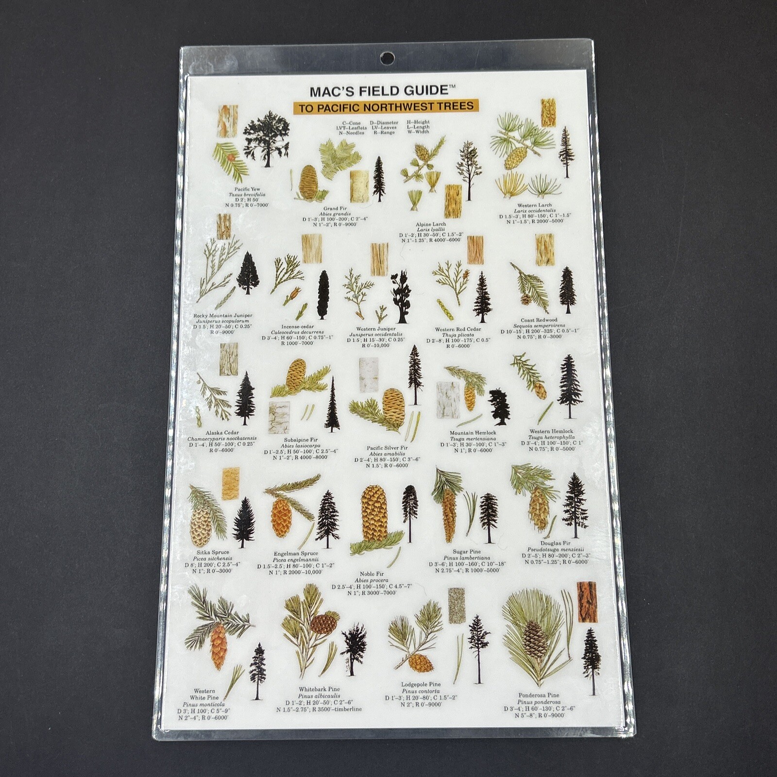 Vintage 1994 Macs Field Guide To Pacific Northwest Trees Laminated 10X7.5 in