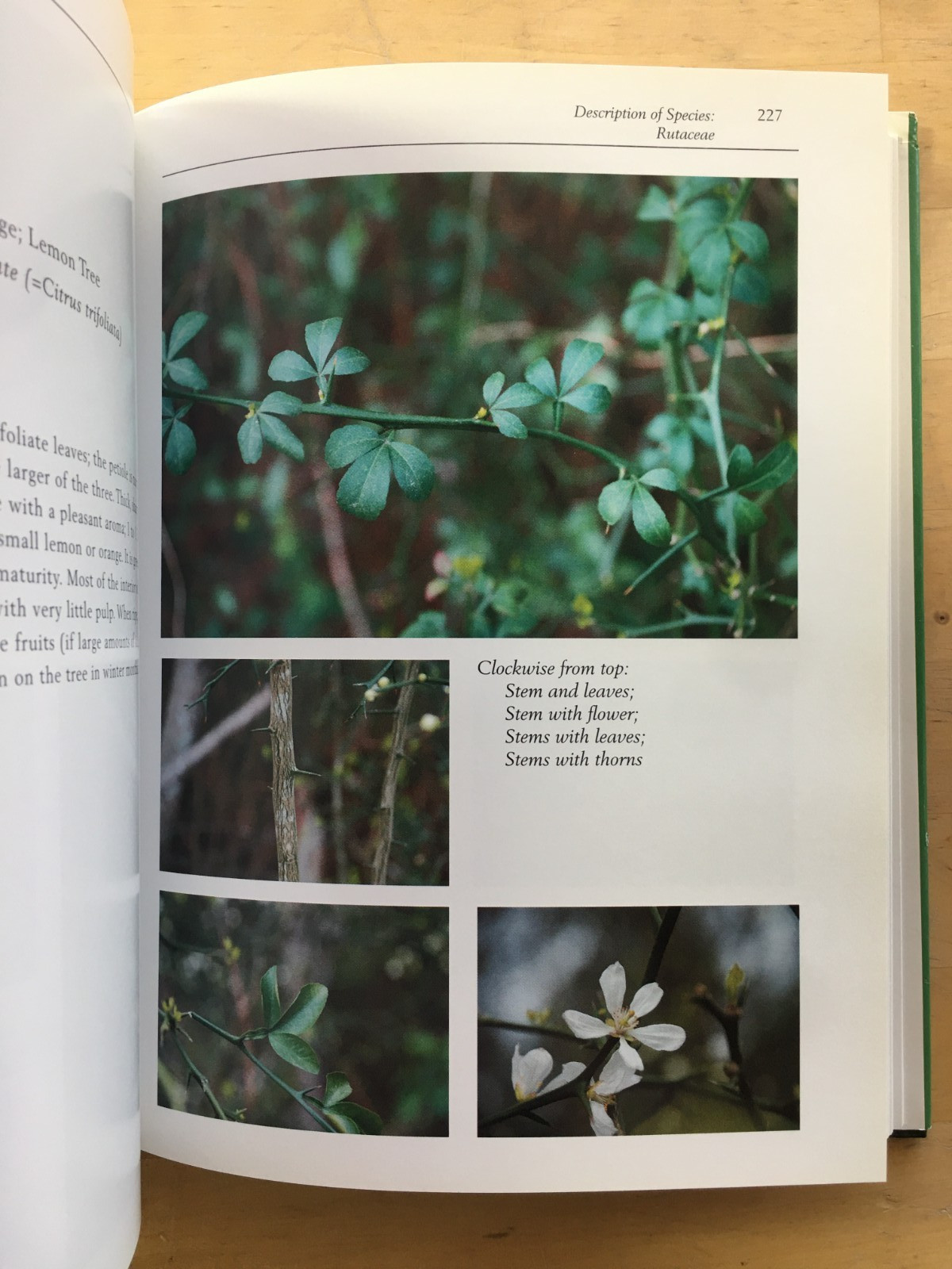 An Identification Guide to Trees and Other Woody Plants of Mississippi and…